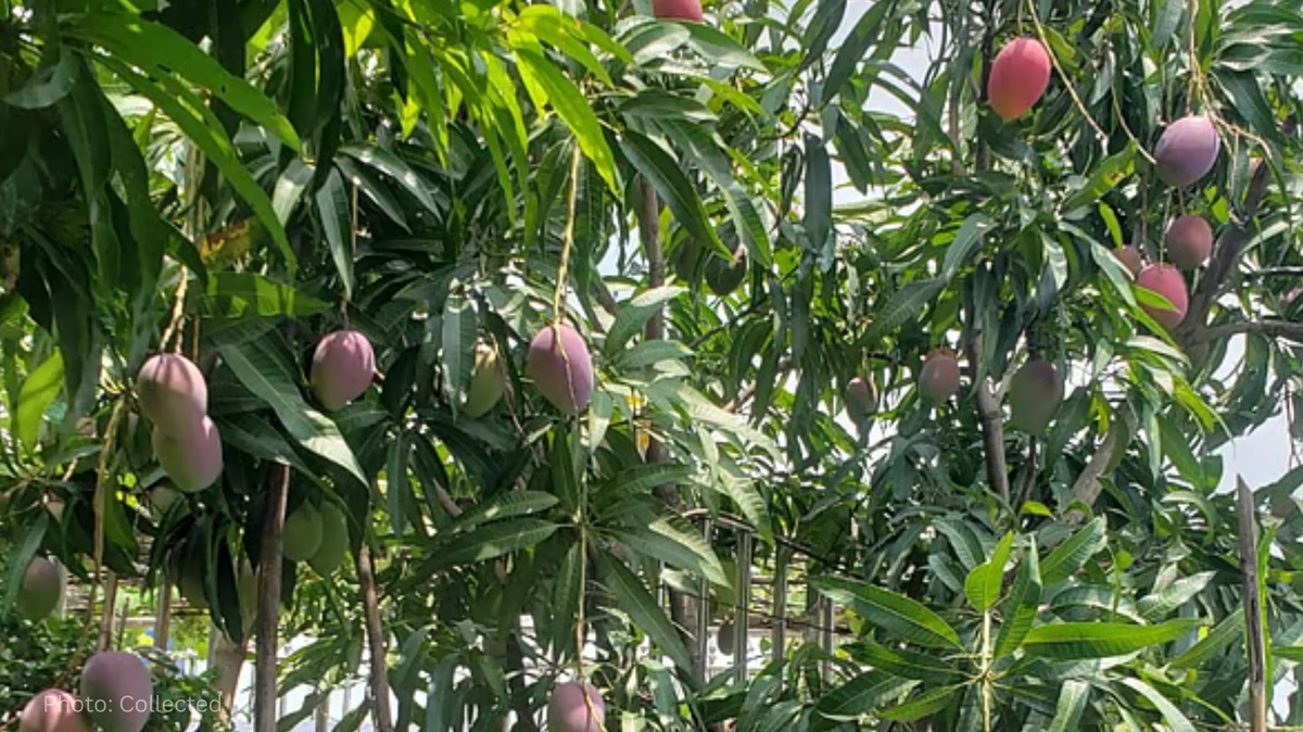 Rooftop Mango Garden in Dhaka Produces Over 5 Maunds of Fruit Annually, Showcasing Urban Agriculture