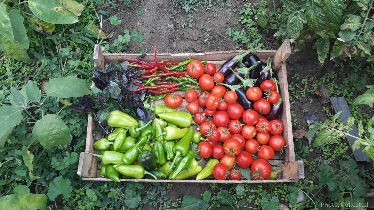 Organic Farming and Food Safety Gain Attention as Consumers Demand Healthier Agriculture