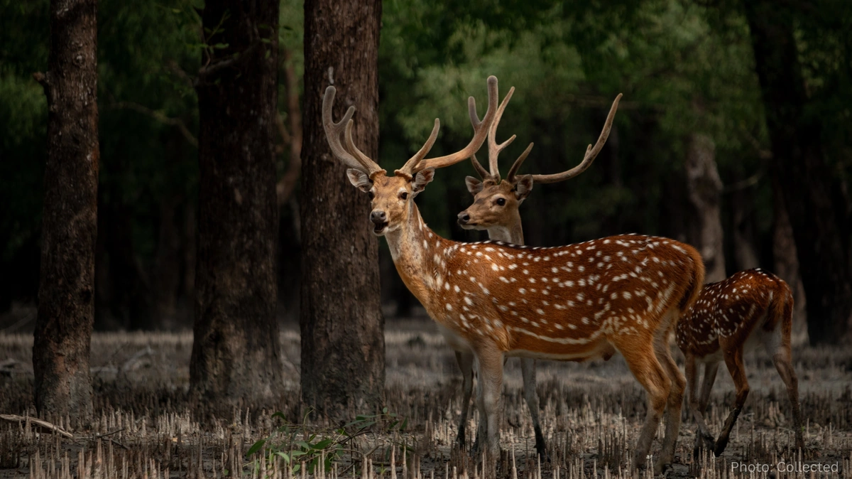 Sundarbans Conservation Efforts Intensify as Environmental Challenges Threaten World’s Largest Mangrove Forest