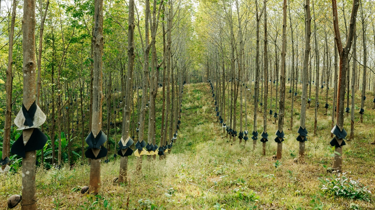 Tree Plantation Drives Gain Momentum as Communities Tackle Climate and Environmental Challenges