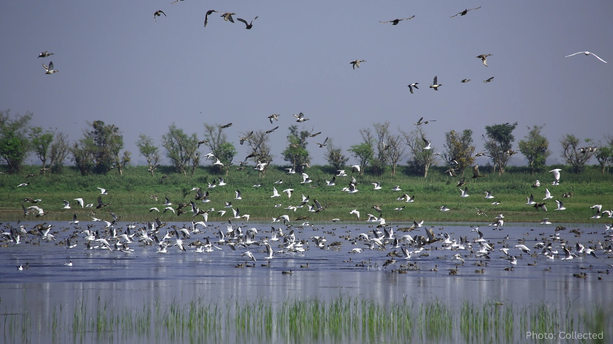 Wetland and Haor Ecosystems Face Growing Threats as Conservation Efforts Expand