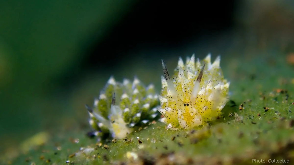 Leaf Sheep Captivates Scientists With Its Plant-Like Superpower