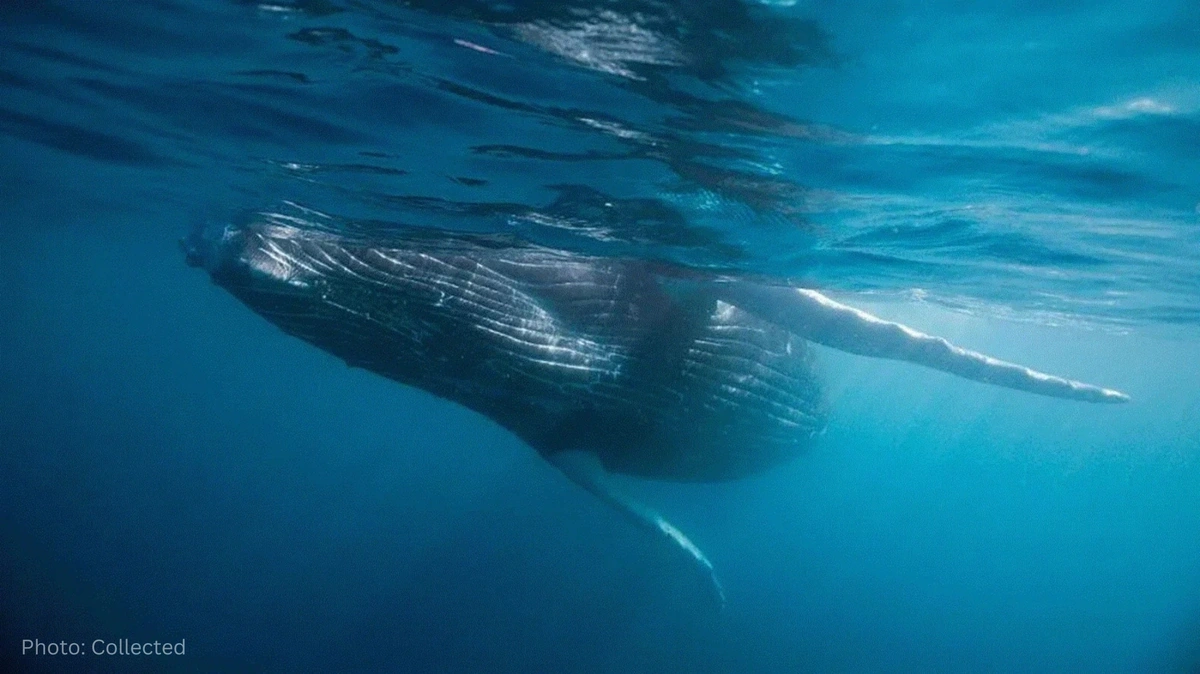 Scientists Discover World's Largest Whale Graveyard in the Indian Ocean, Dating Back Over Five Million Years