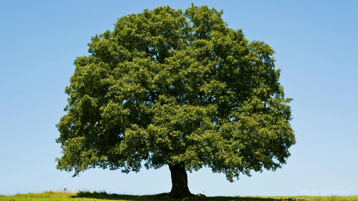 Rajbari Students Ordered to Plant 200 Trees Each After Skipping School, Forging Leave Approval