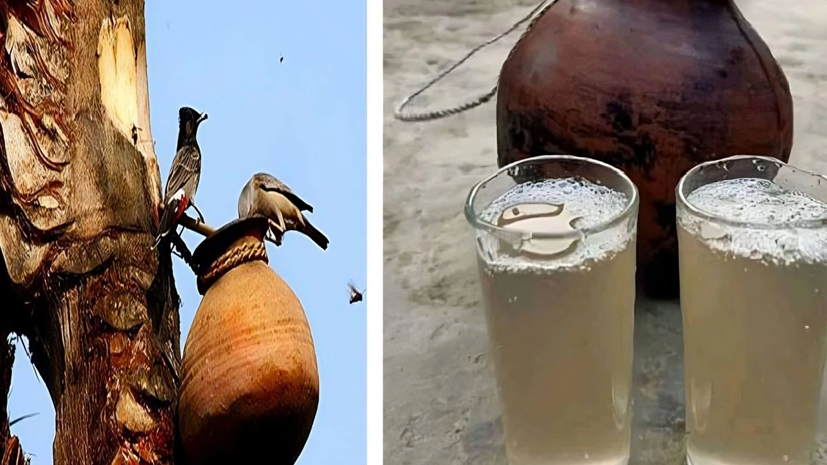 Nipah Virus: A Deadly Threat Beyond Date Palm Juice, Found in Several Fruits