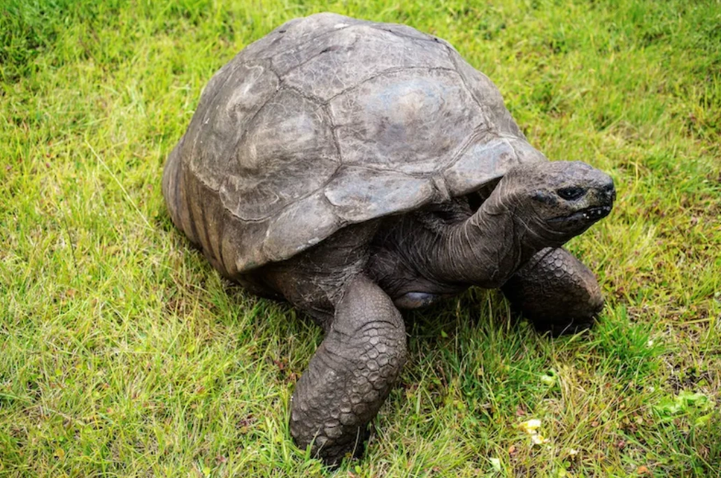 Jonathan the Tortoise, Hatched Circa 1832, Recognized as World’s Oldest Living Land Animal at 192 Years