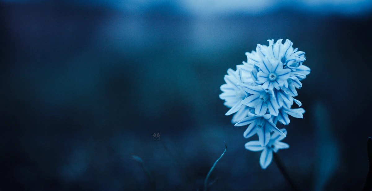 The Greatest Blessings for the People of Jannah: Insights from the Quran and Hadith