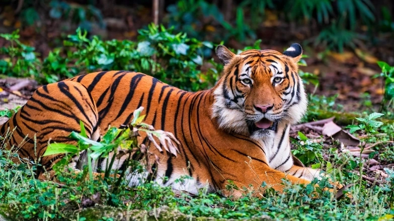 Bangladesh Has Just 189 Tigers Left as Conservation Concerns Grow