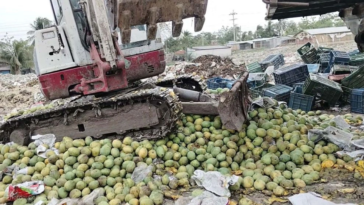 9,000 Kg Chemically Ripened Mangoes Destroyed in Satkhira Drive