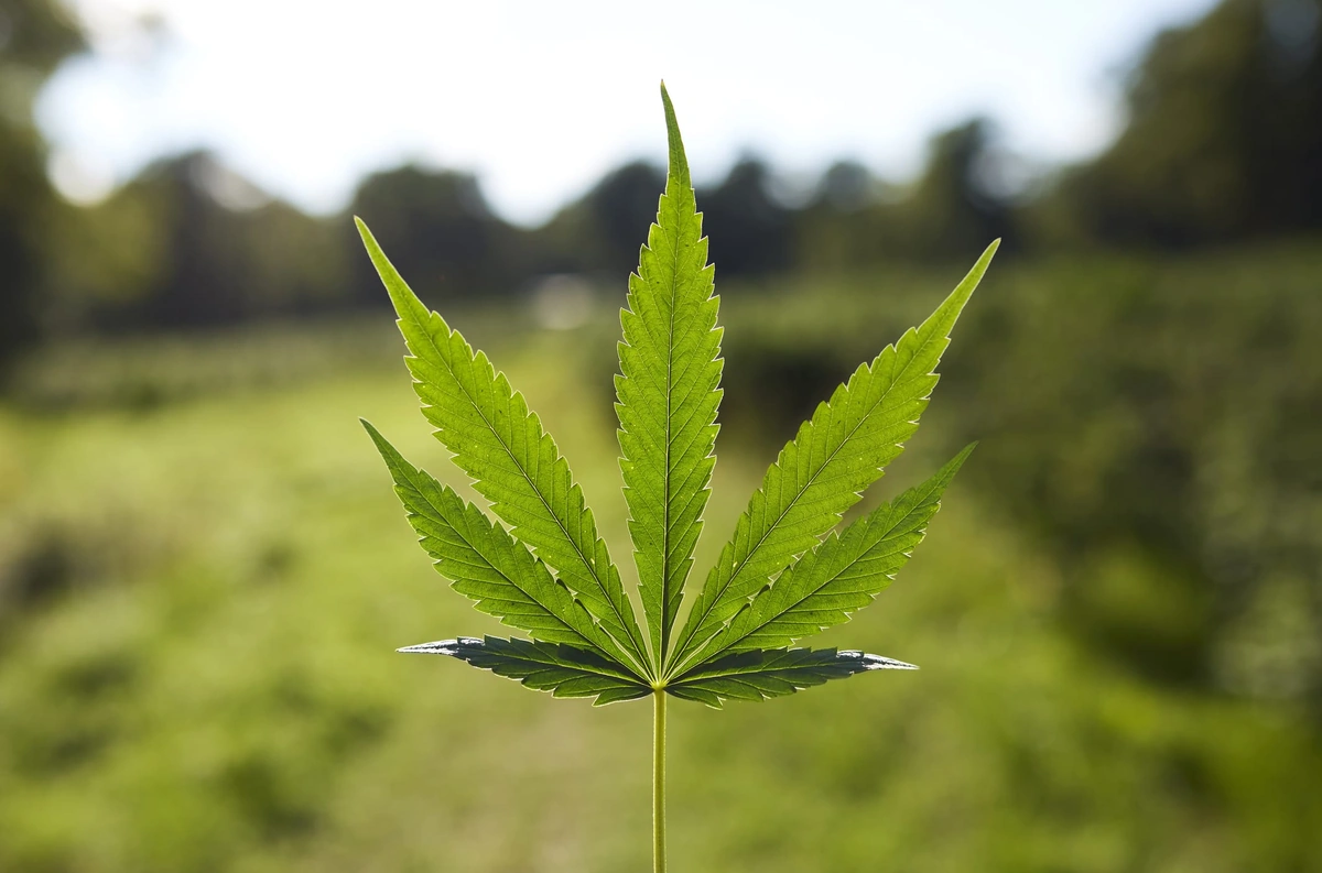 National Research Report Reveals 6.1 Million Cannabis Users in Bangladesh