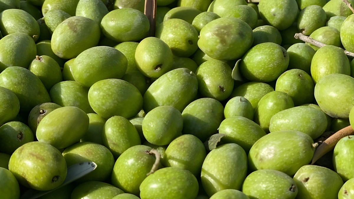 The unique health benefits of seasonal olives