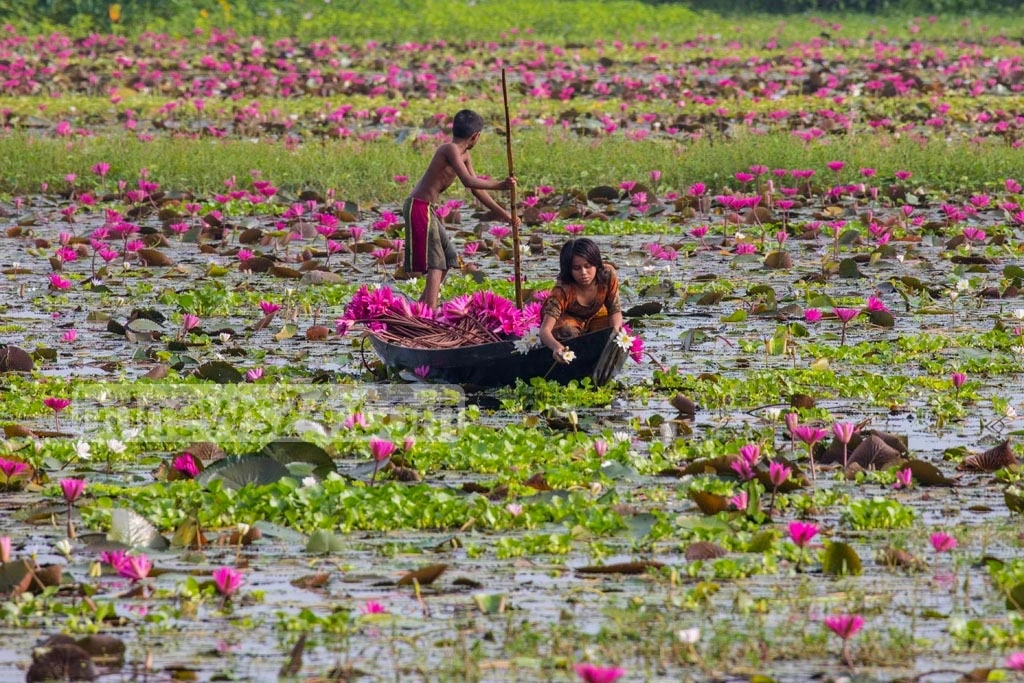 Meherpur Tragedy: Four Children from Same Family Drown While Collecting Water Lilies